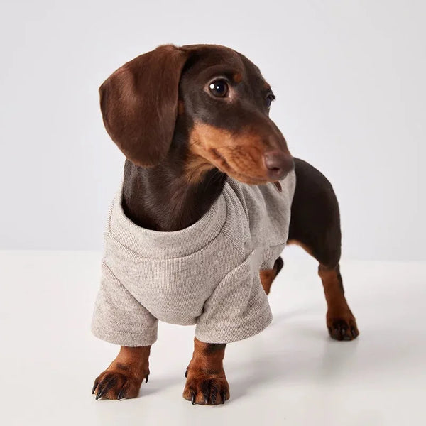 Dachshund Jumper