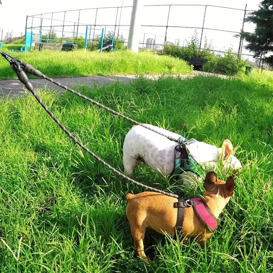 Double Lead Coupler for Two Dogs