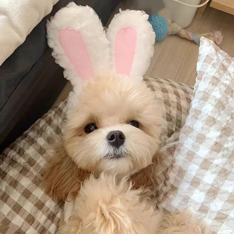 Bear and Bunny Hood Hat for Cats