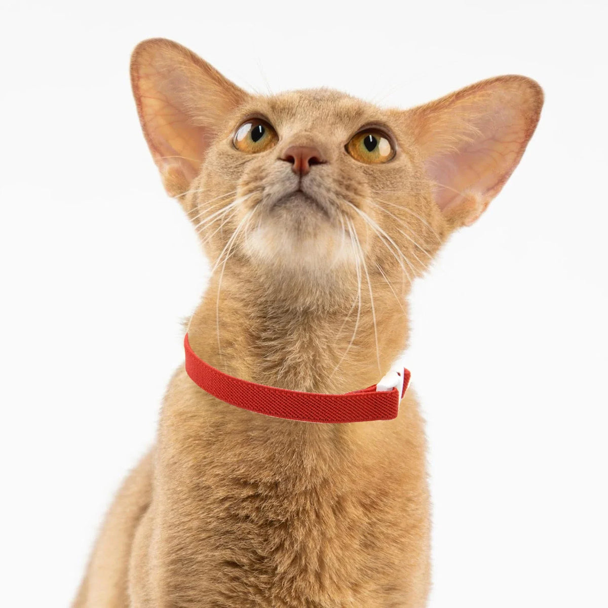 Stretchy Elastic Safety Collar for Cats