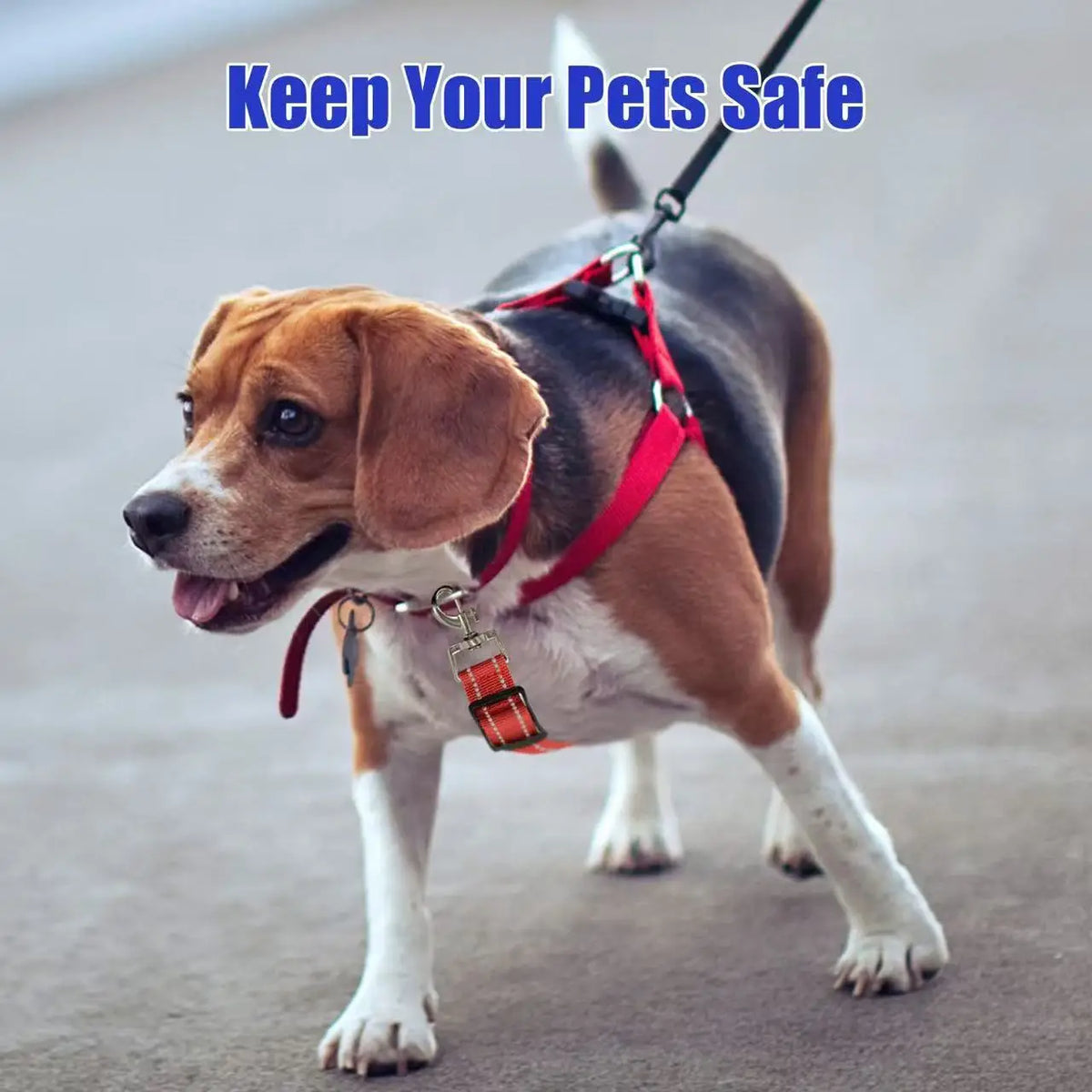Collar to Harness Safety Clip