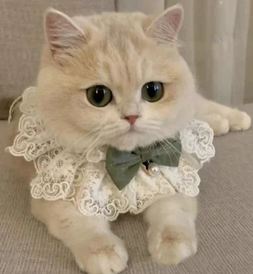 Lace Bow Bib for Cats and Small Dogs