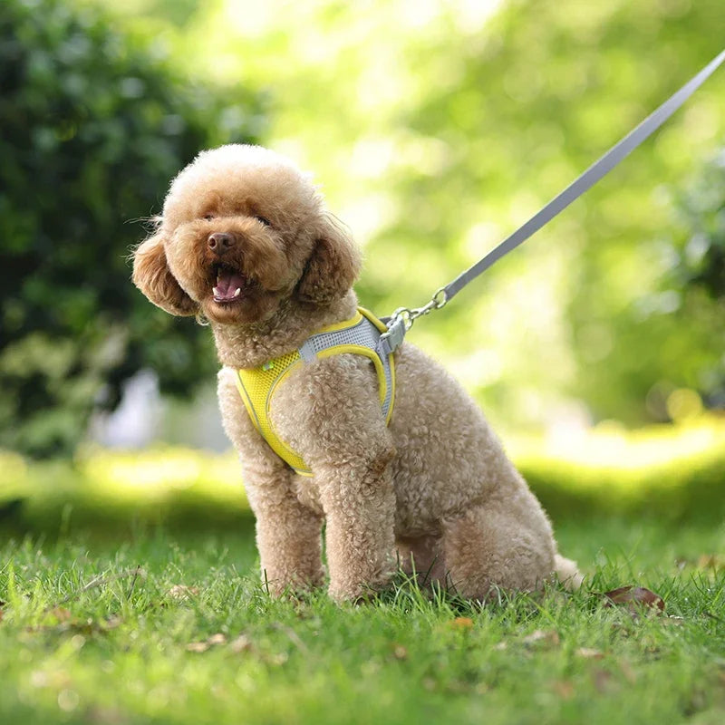 Soft Harness and Lead Set for Puppies and Small Dogs