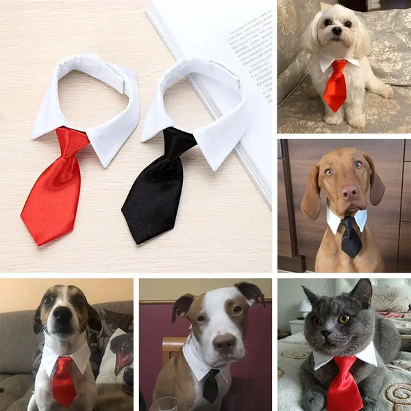 Formal Necktie Collar for Dogs and Cats