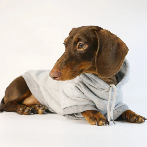 Hoodie for Dachshunds