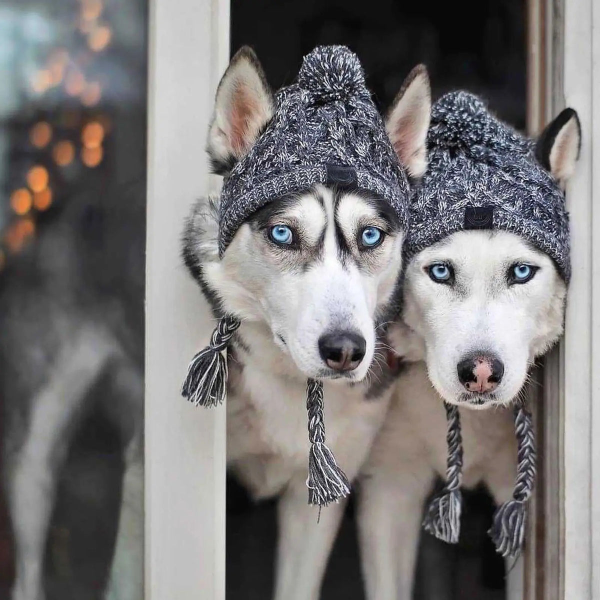 Knitted Bobble Hat for Dogs