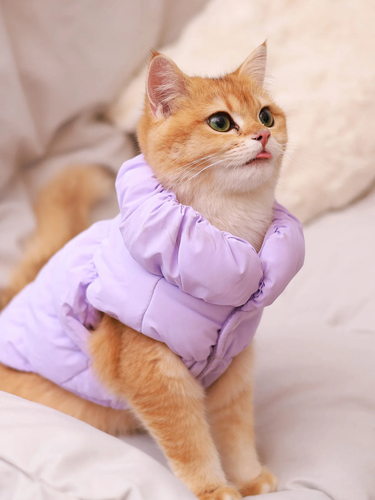 Quilted 3-Layer Winter Dog Jacket - Purple / XS