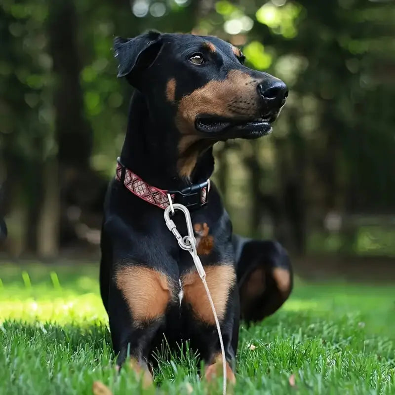 Heavy-Duty Steel Dog Tie-Out Cable