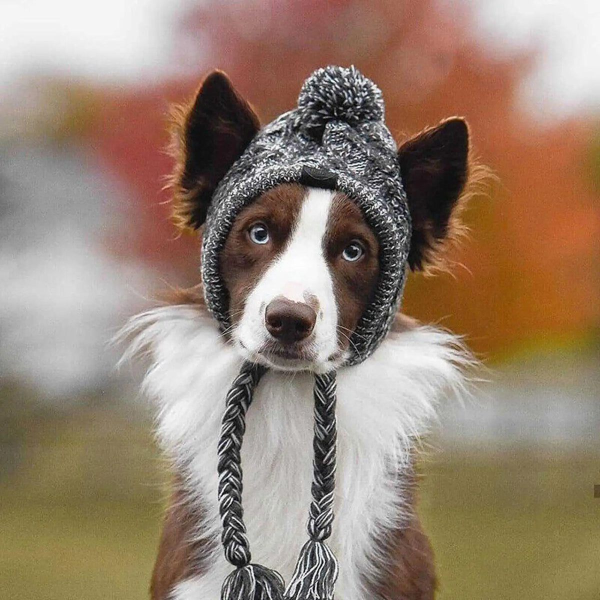Knitted Bobble Hat for Dogs