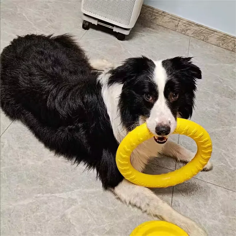 Foam Ring, Disc and Ball Fetch Toys