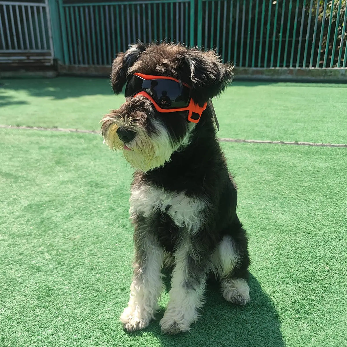 UV Goggles for Small and Medium Dogs