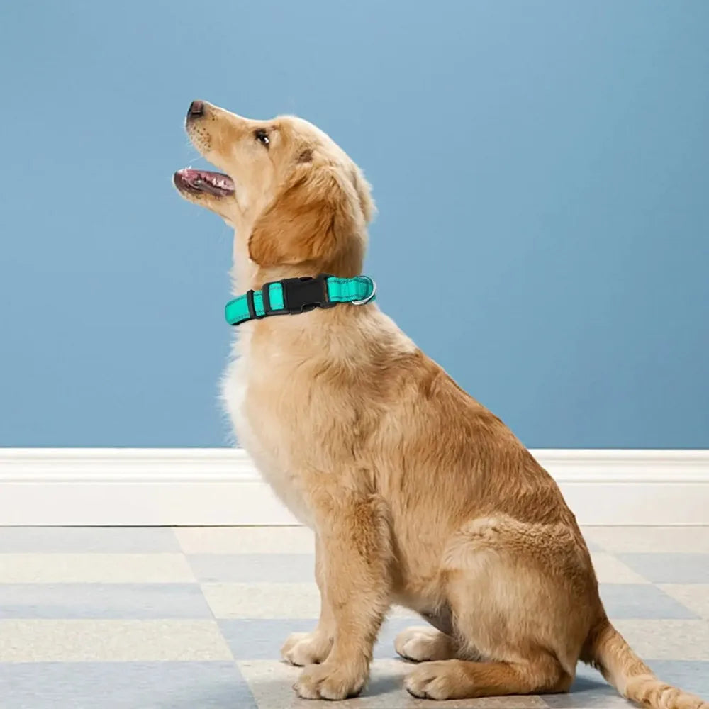Padded Neoprene Dog Collar