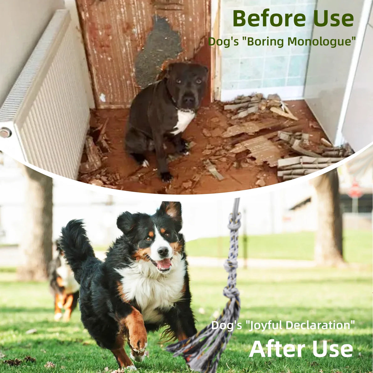 Flirt Pole Dog Toy