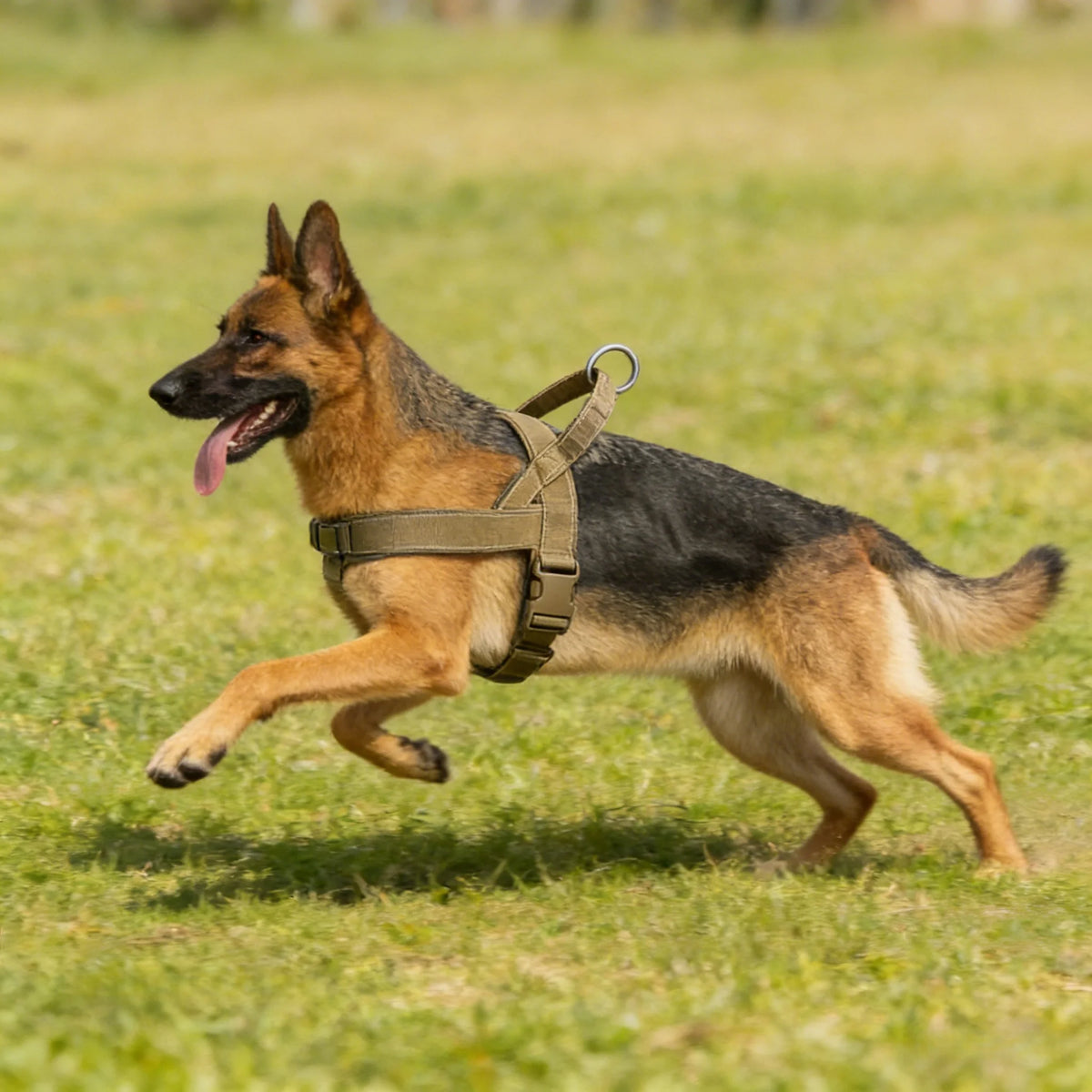 Padded No-Pull Dog Harness with Handle, Large Dogs